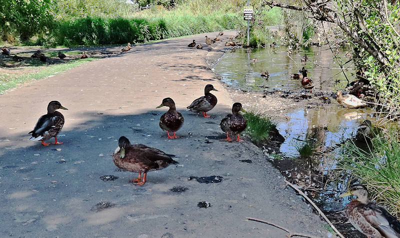 Ducks 1