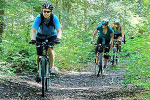 Forest trail