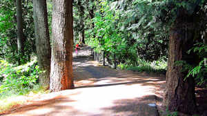 Forested greenway