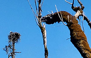 Eagle nests