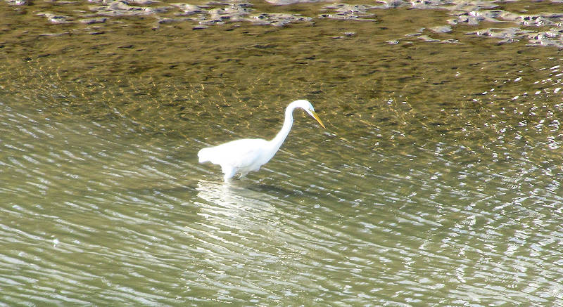 egret