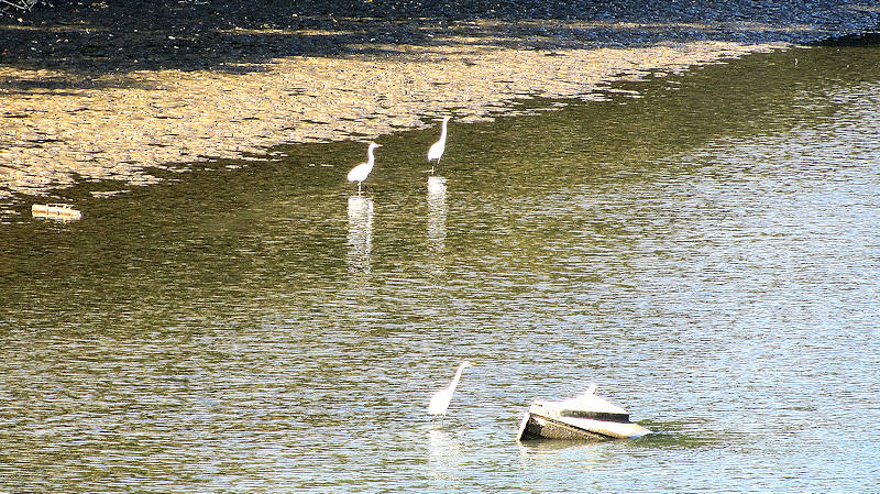 Egrets