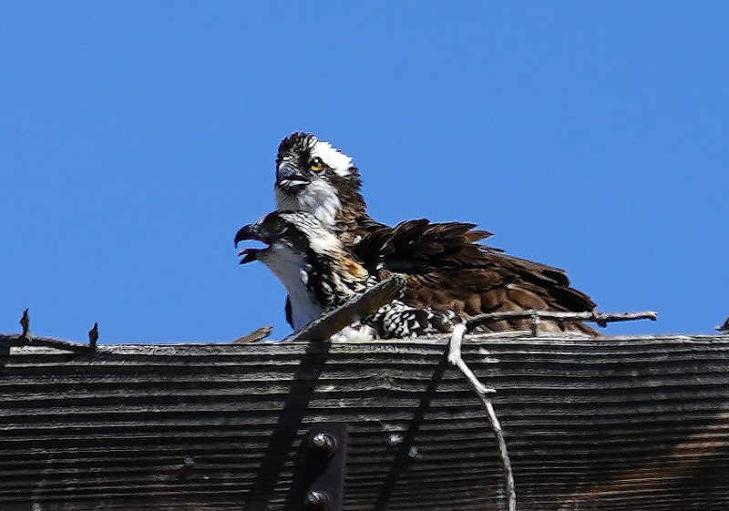 Osprey nest