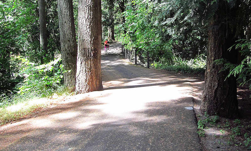 Part of the trail through old growth forest