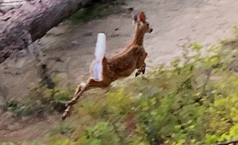 A deer