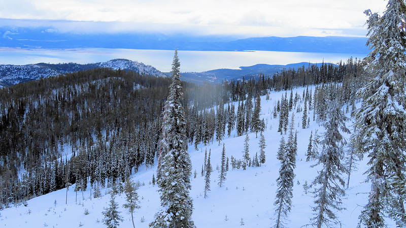 Trees and view