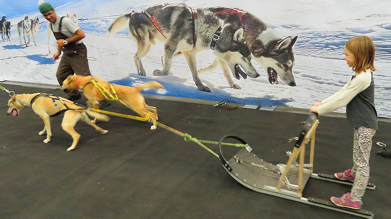 Dog sledding