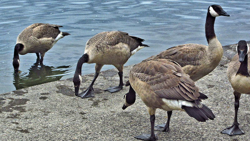 Canadian Geese