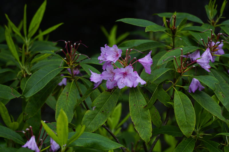 Purple flowers