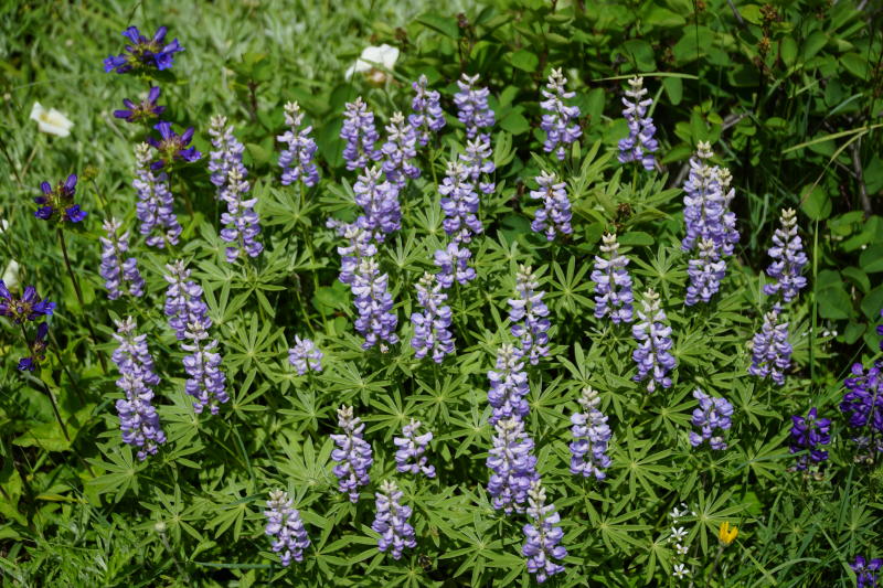 Field of flowers