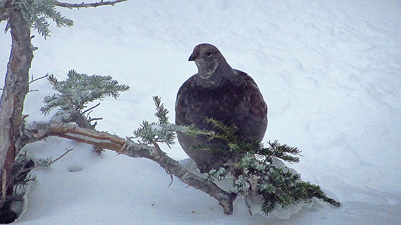 Grouse